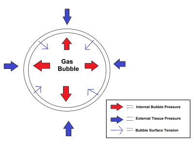 Three main forces are considered to control bubble size