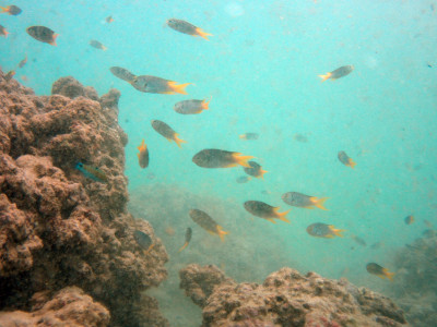 scuba diving with marine life in kata